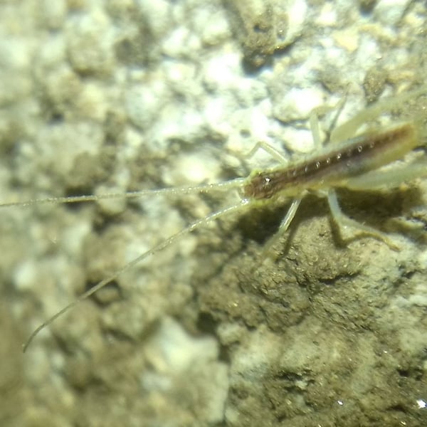 Oecanthus pellucens