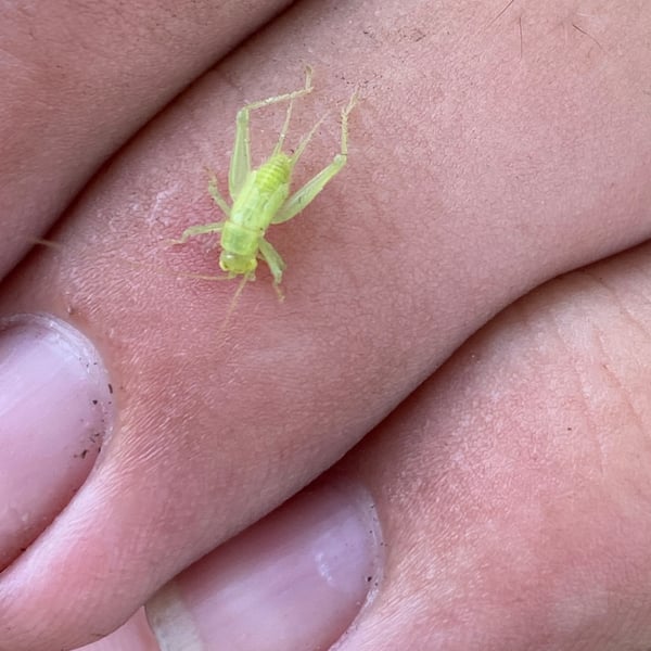 Cyrtoxipha columbiana