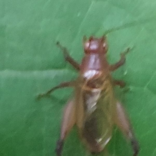 Eunemobius carolinus