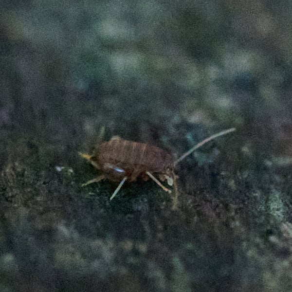 Myrmecophilidae
