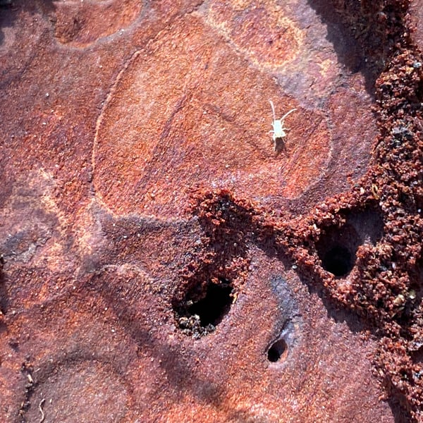 Myrmecophilus
