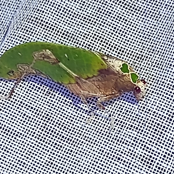 Tettigoniidae