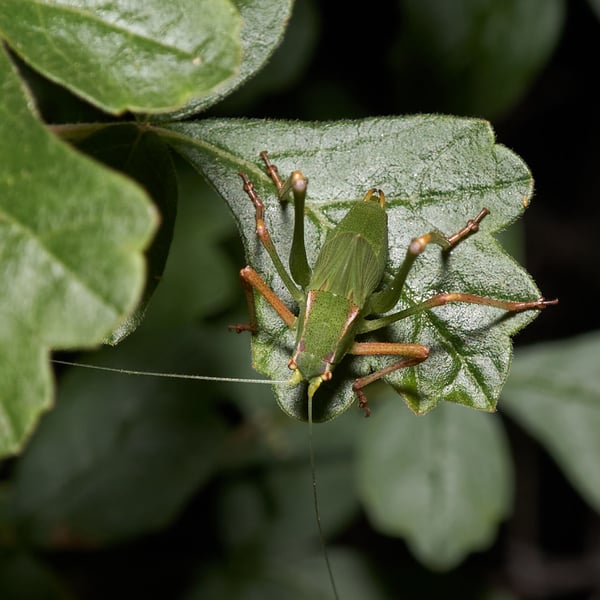 Platylyra californica