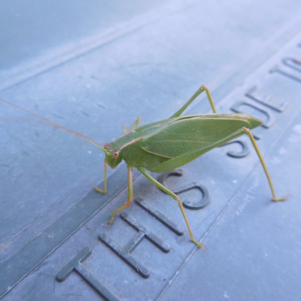 Caedicia simplex