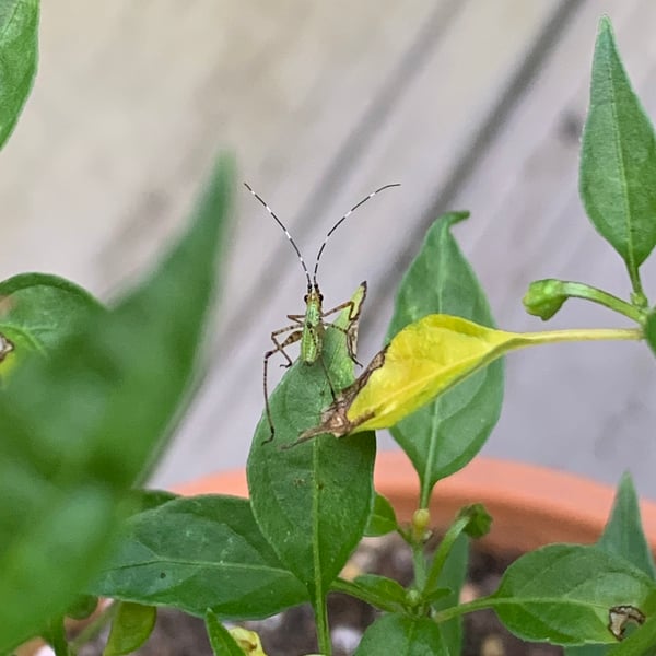 Scudderia