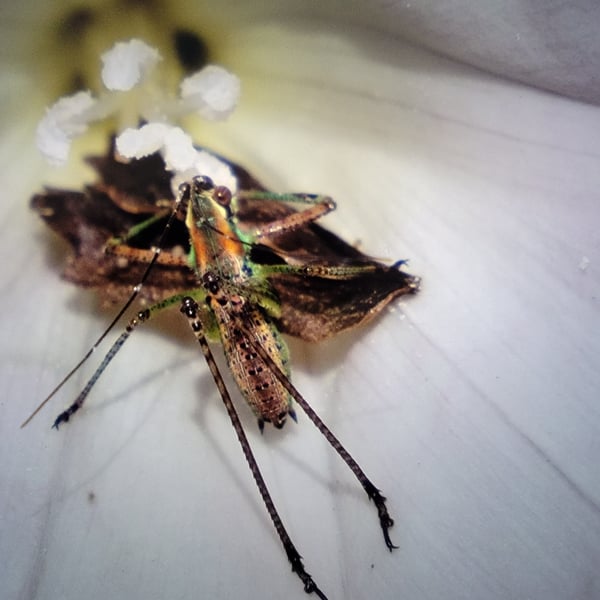 Scudderia mexicana