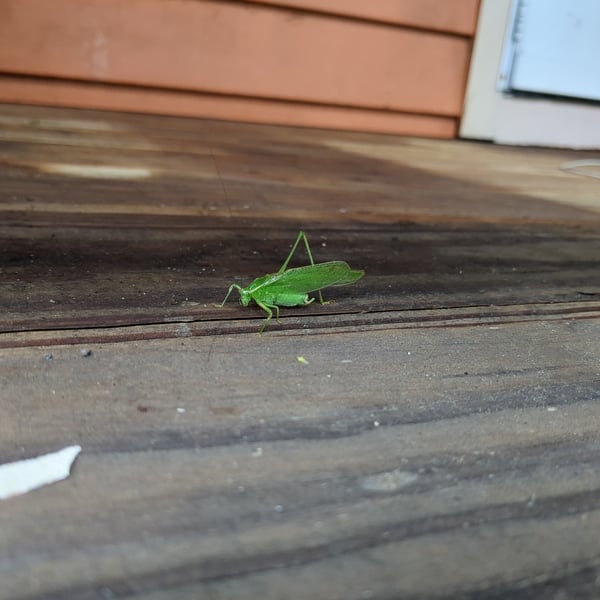 Scudderia septentrionalis