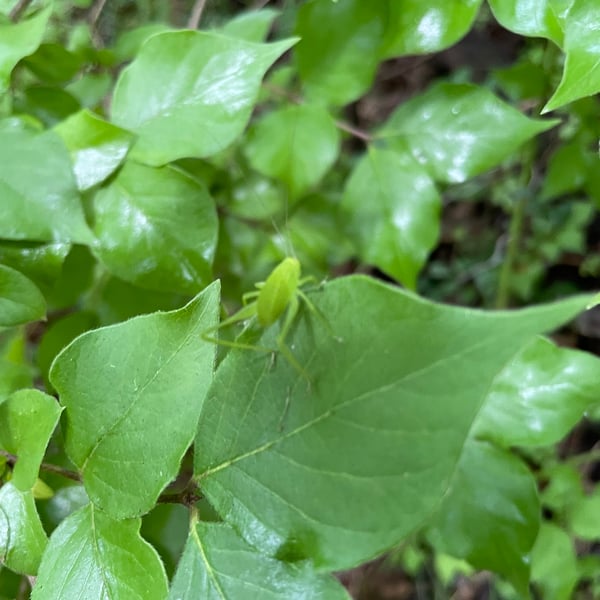 Amblycorypha oblongifolia