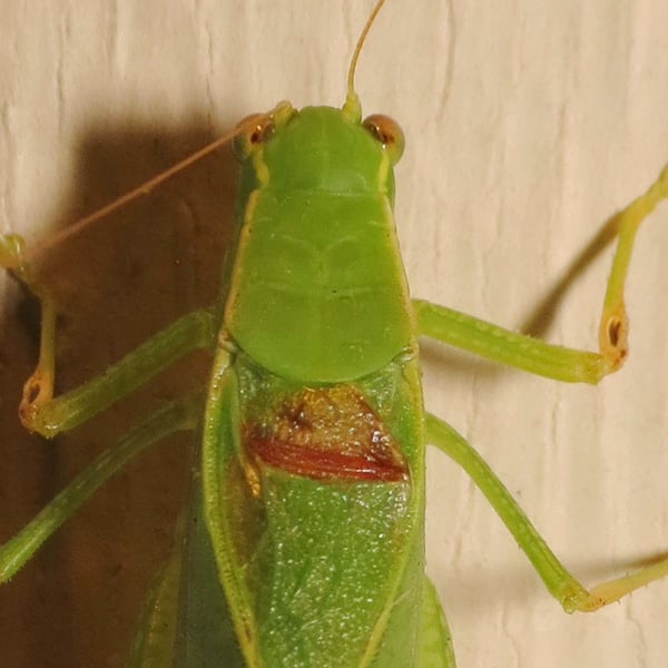 Microcentrum retinerve