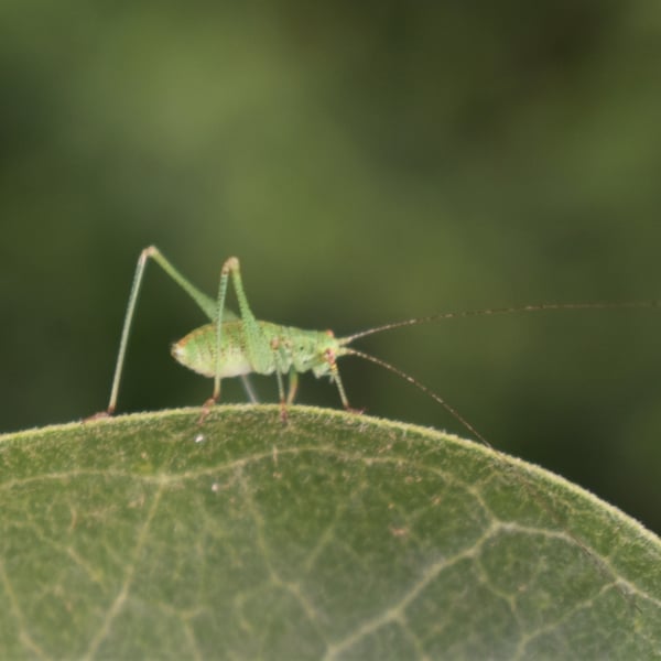 Microcentrum californicum