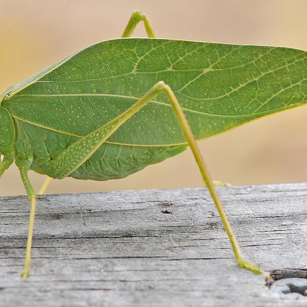 Microcentrum rhombifolium