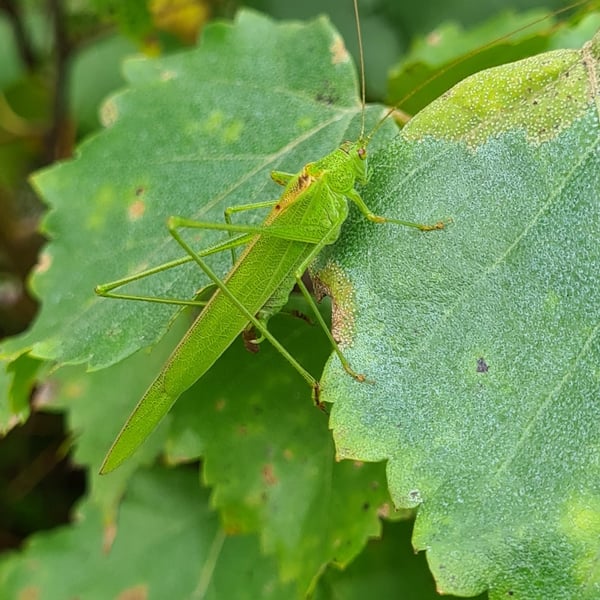 Phaneroptera