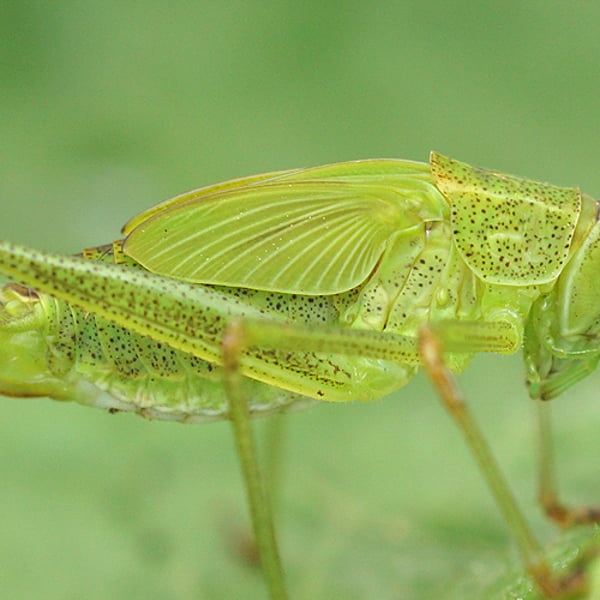 Phaneroptera falcata