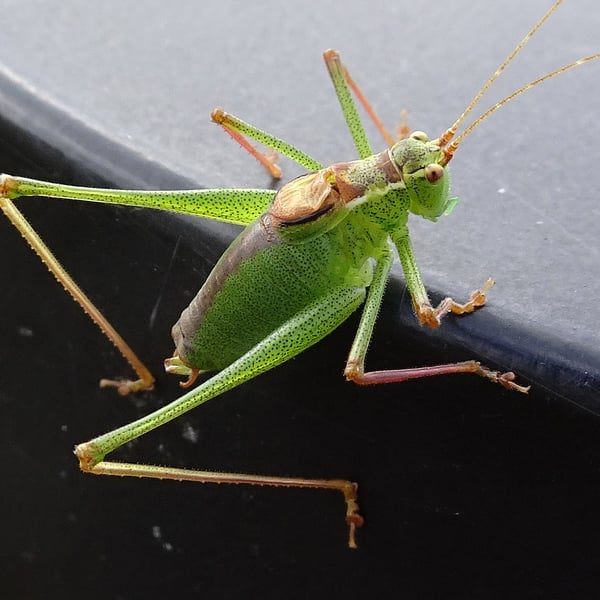 Leptophyes punctatissima