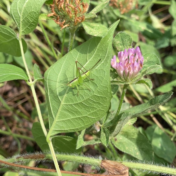 Conocephalus strictus