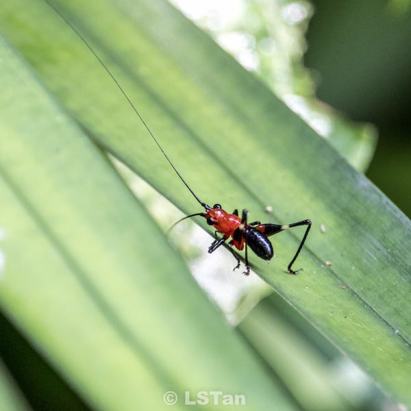 Conocephalus melaenus
