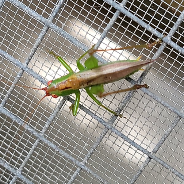 Conocephalus brevipennis