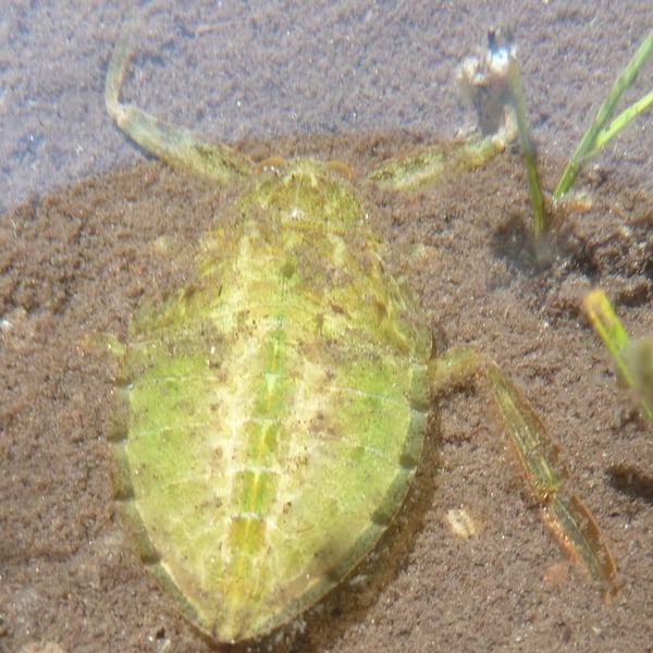Lethocerus