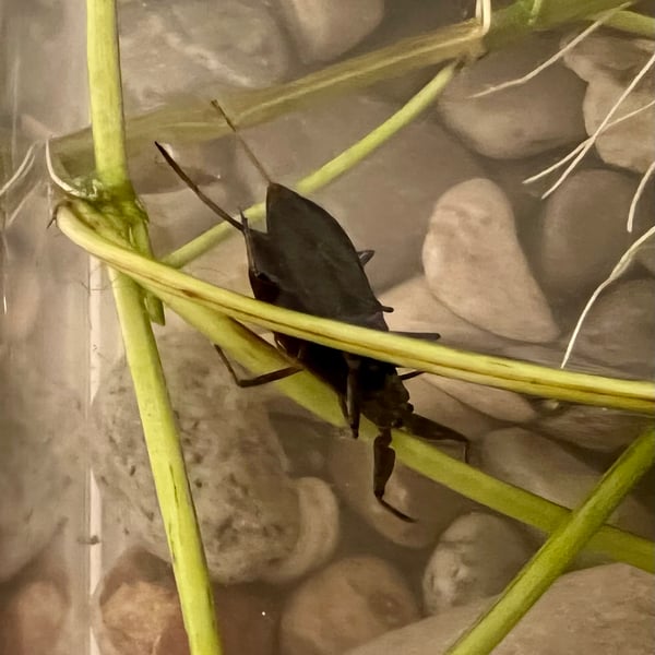 Nepidae