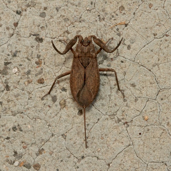 Nepa cinerea