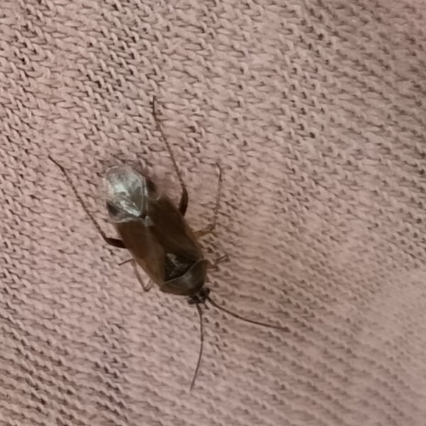 Harpocera thoracica
