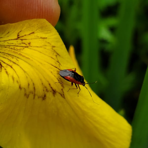 Metriorrhynchomiris dislocatus