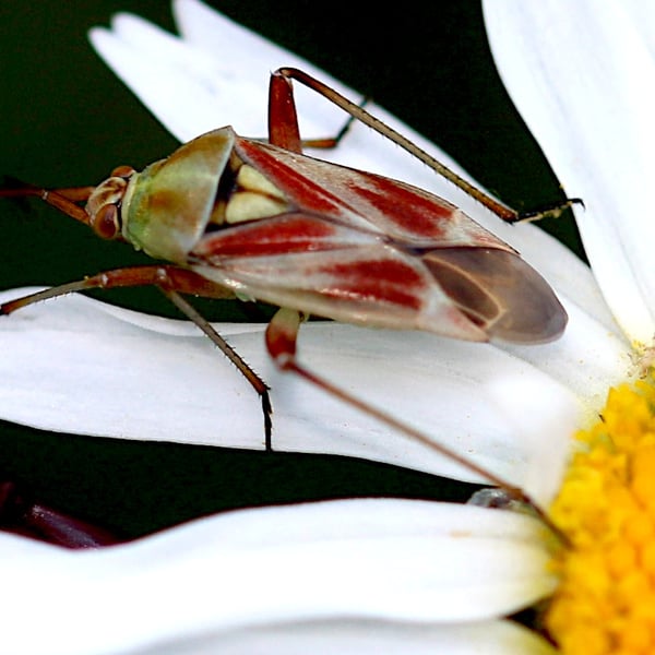 Calocoris