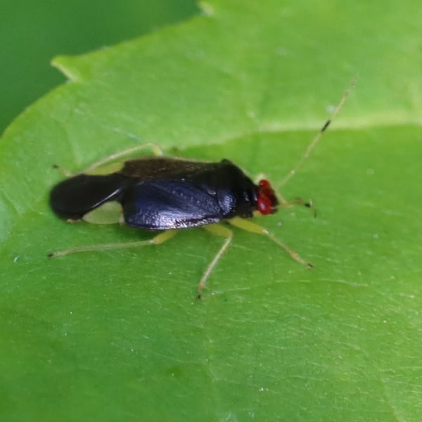 Tropidosteptes