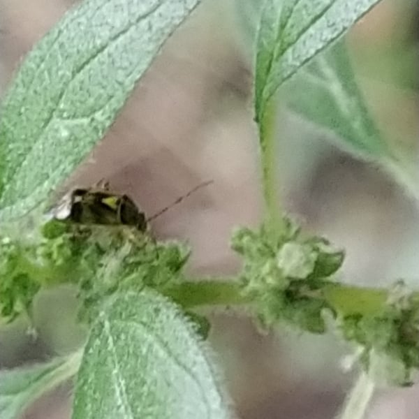 Liocoris tripustulatus