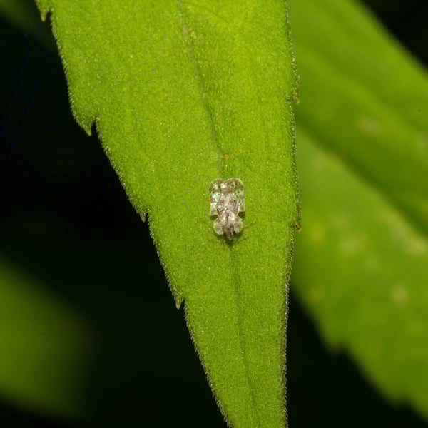 Corythucha marmorata