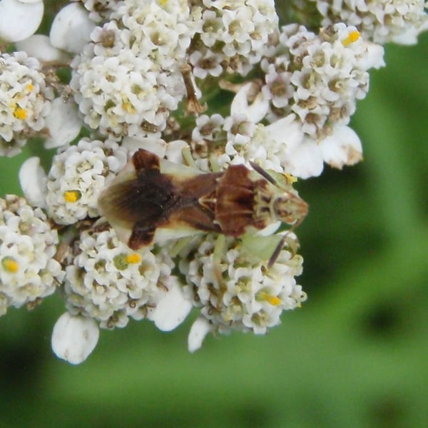 Phymata pennsylvanica