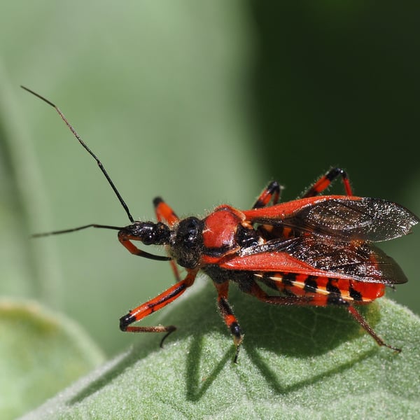 Rhynocoris iracundus