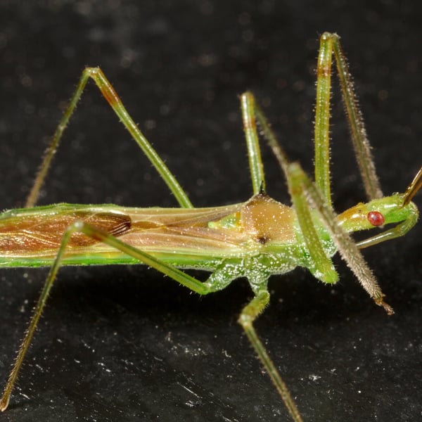 Zelus luridus