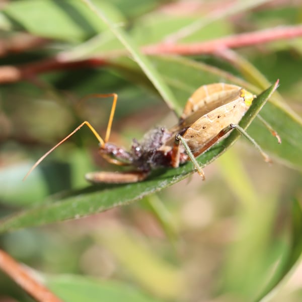 Pristhesancus plagipennis