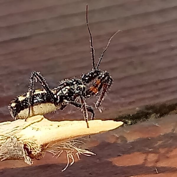 Sphedanolestes