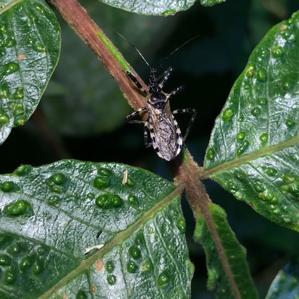 Sphedanolestes impressicollis