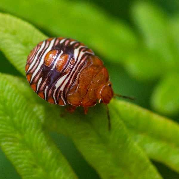 Pentatomidae