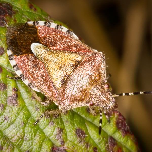 Dolycoris baccarum