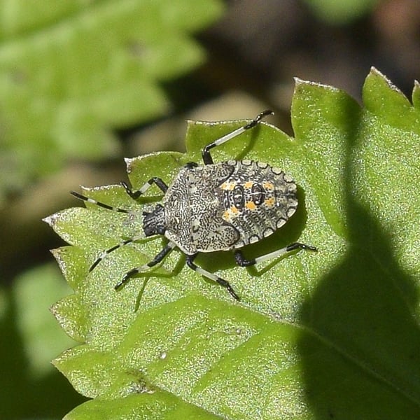 Proxys punctulatus
