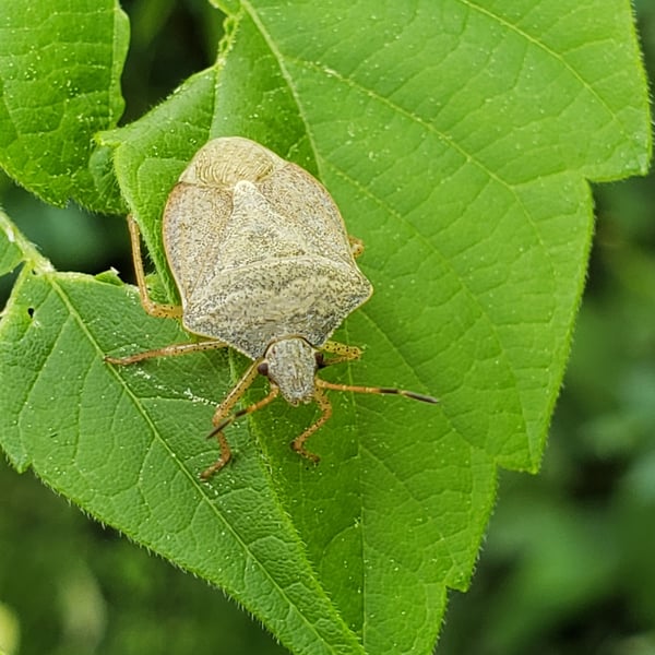 Euschistus