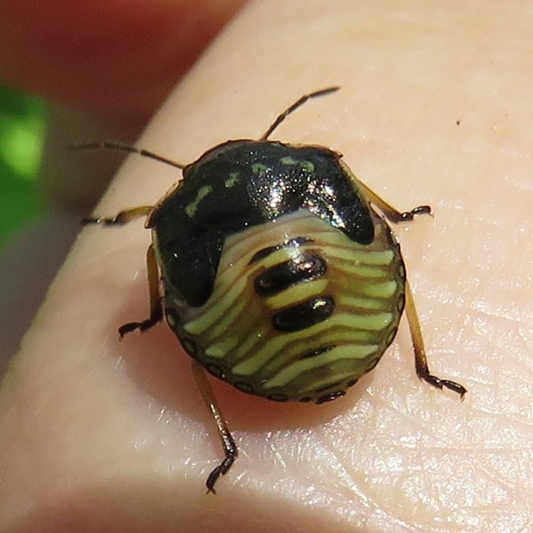 Euschistus servus