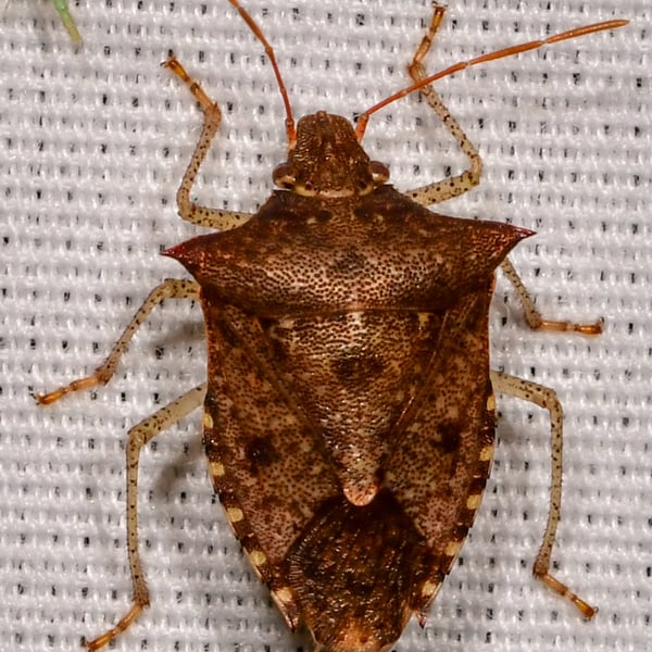 Euschistus tristigmus