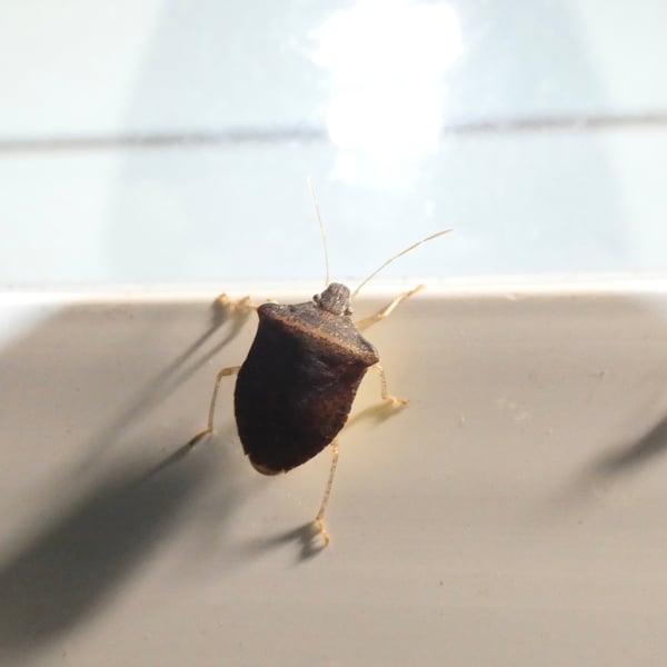 Euschistus obscurus