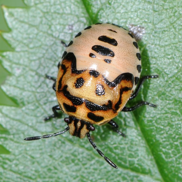 Cosmopepla lintneriana