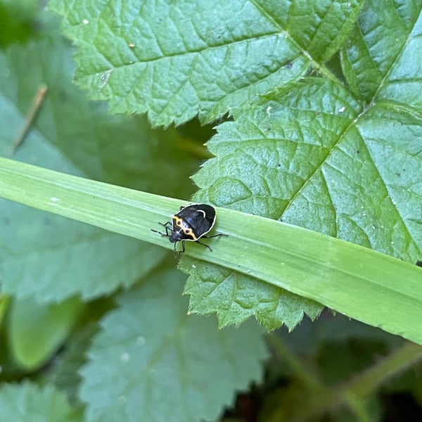 Cosmopepla conspicillaris