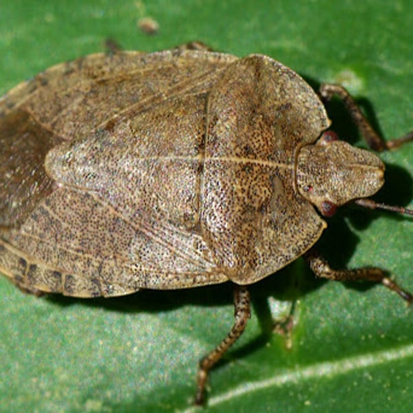 Menecles insertus
