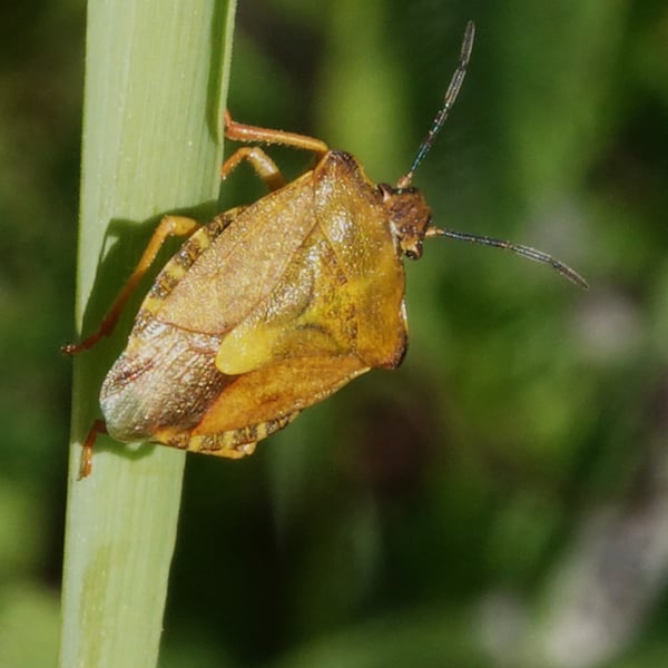 Carpocoris