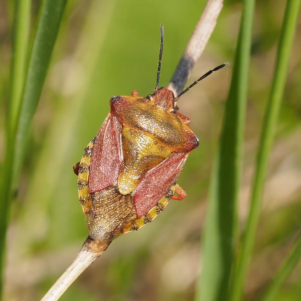 Carpocoris purpureipennis