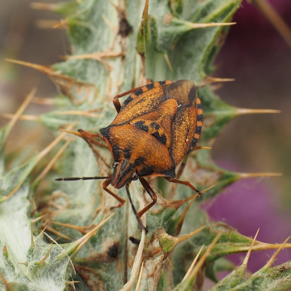 Carpocoris mediterraneus