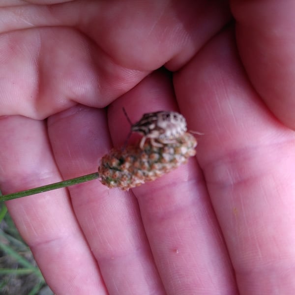 Carpocoris pudicus
